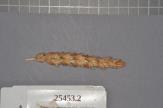 Click for 1 image(s) for this accession. Spike
